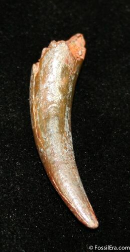 Inch Pterosaur Tooth From Morocco #1317